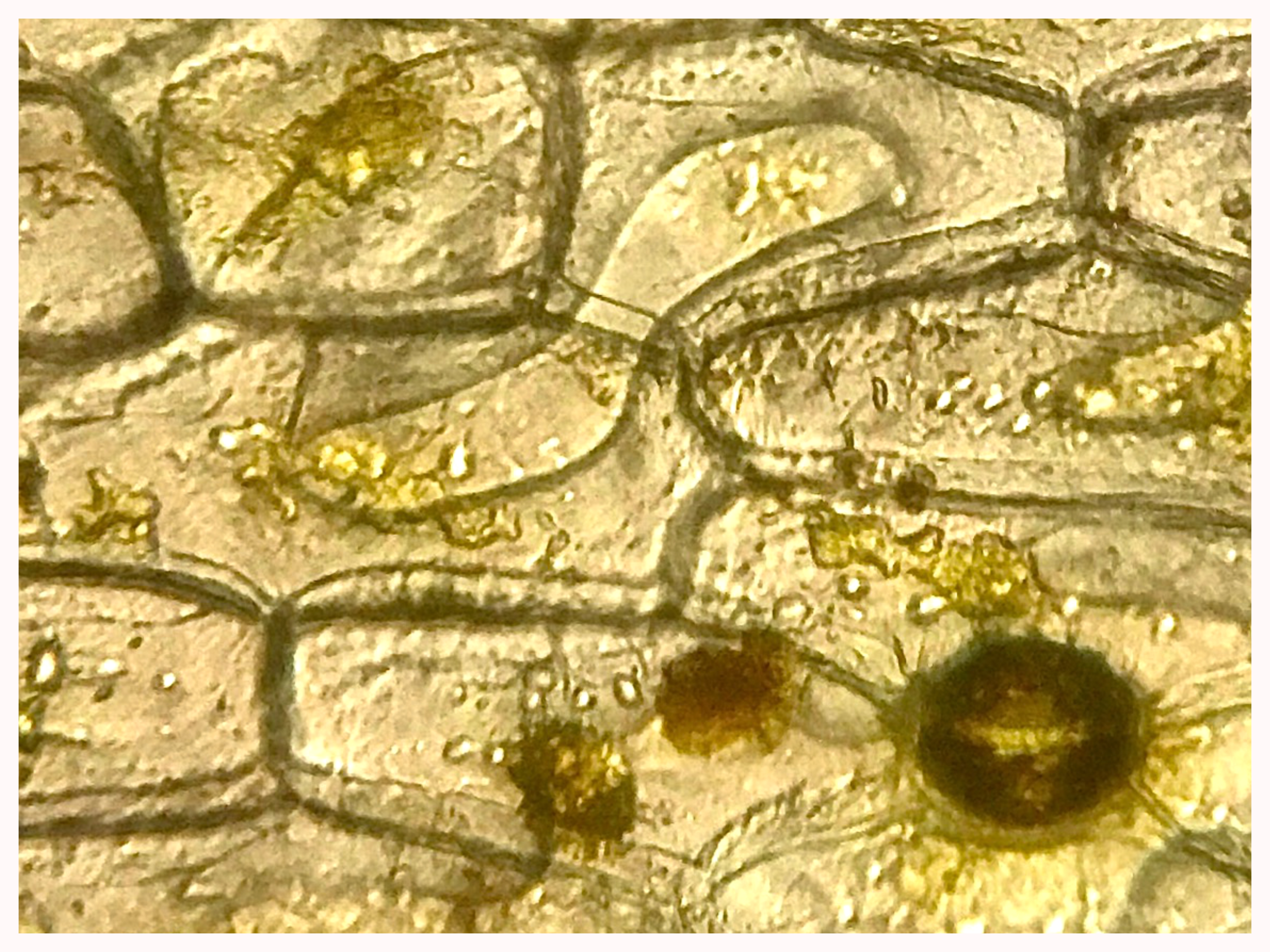 Aloe vera Turmeric Stained - PMG