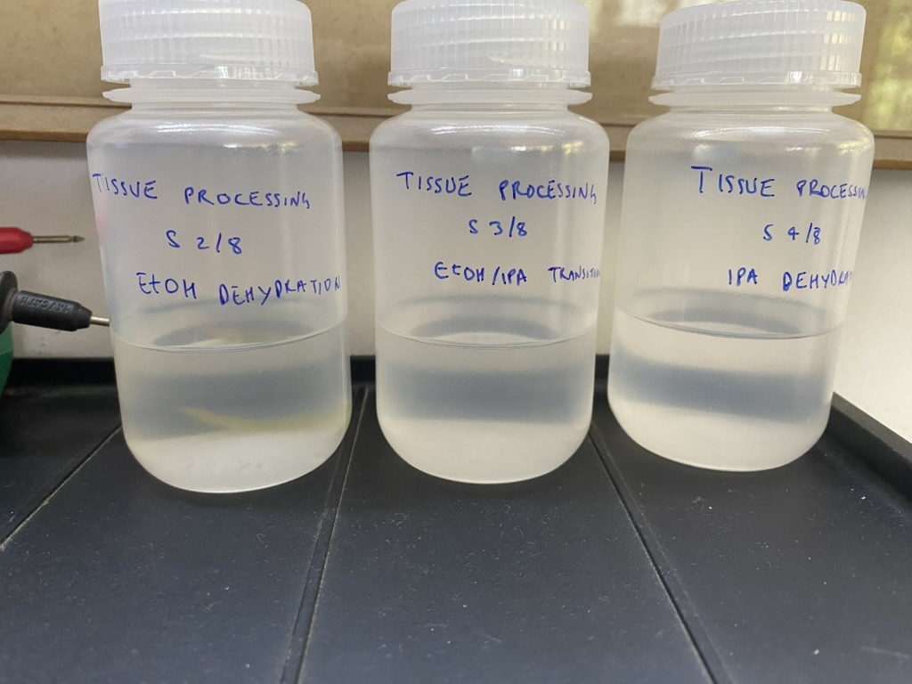 Plant Tissue Processing for Microtomy