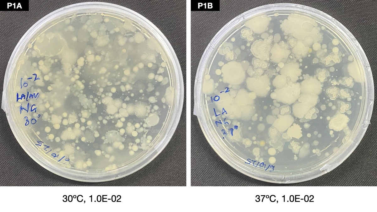 internship-dbeb-iitd-02-dilution-factor-serial
