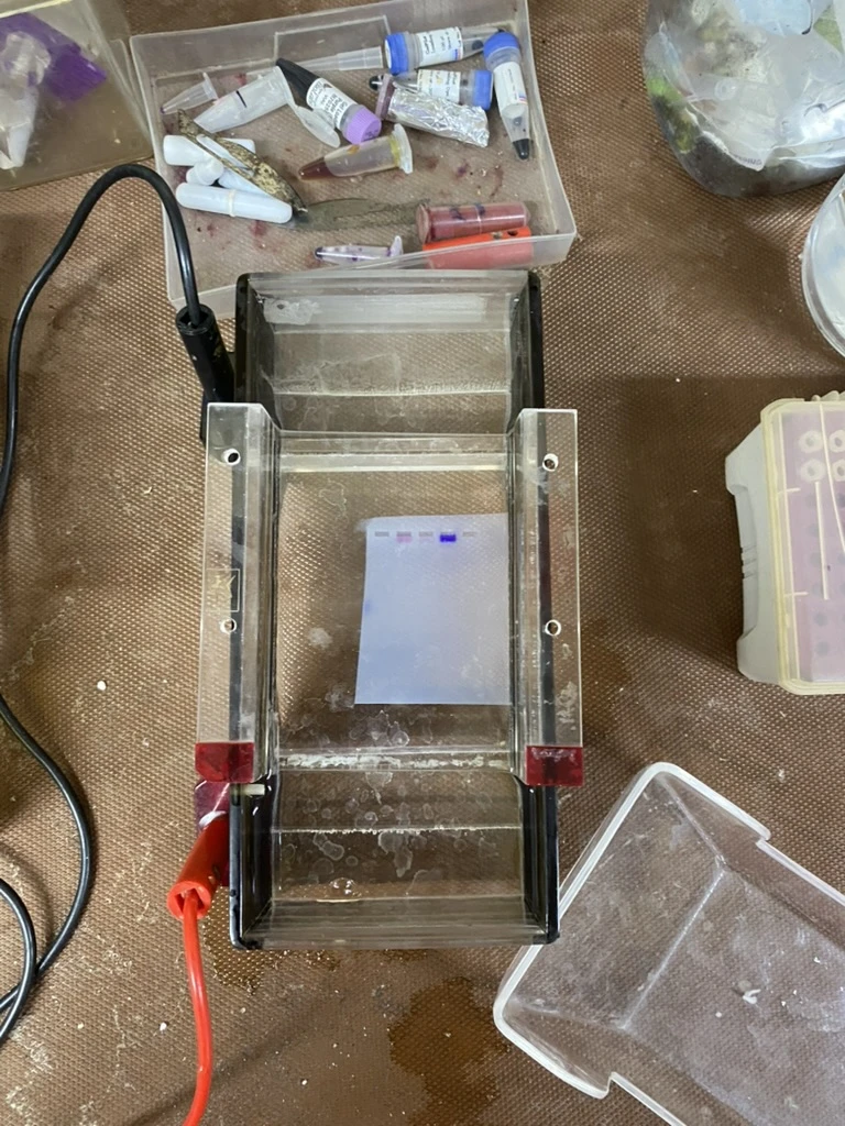 internship-dbeb-iitd-14-electrophoresis-progress