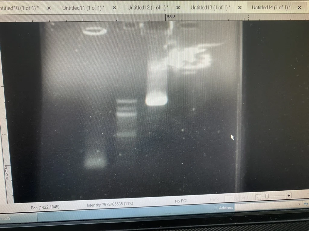 internship-dbeb-iitd-15-electrophoresis-complete